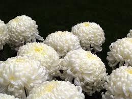 Historia y valor de las flores en funerales en Tanatorio de Colmenar del Arroyo